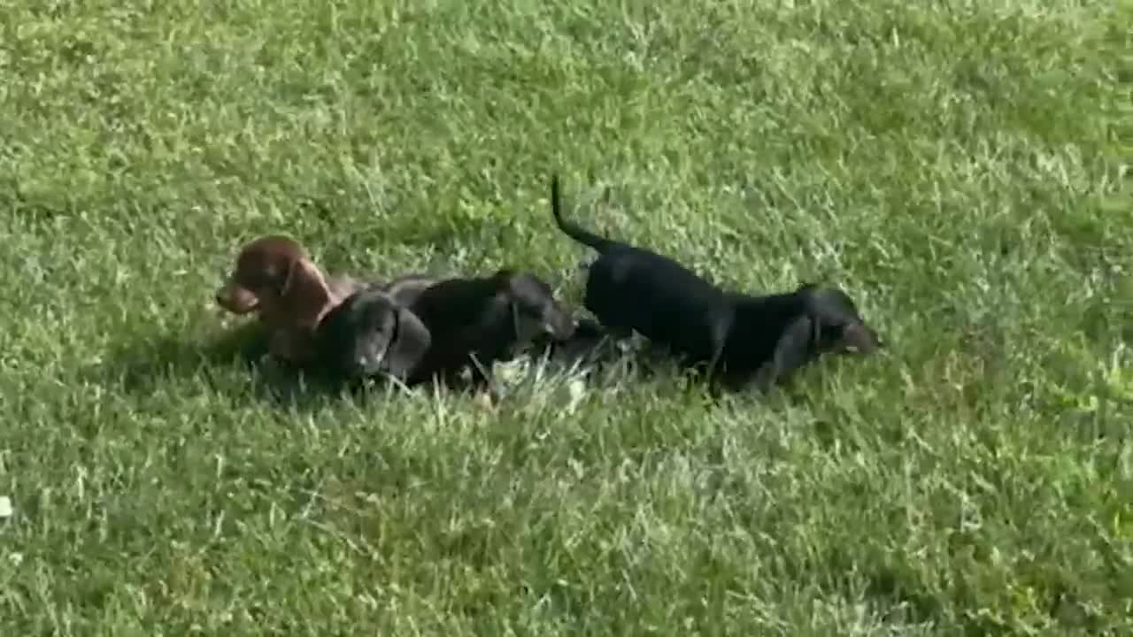 Dachshund dogs for sale: Sara - Video 1