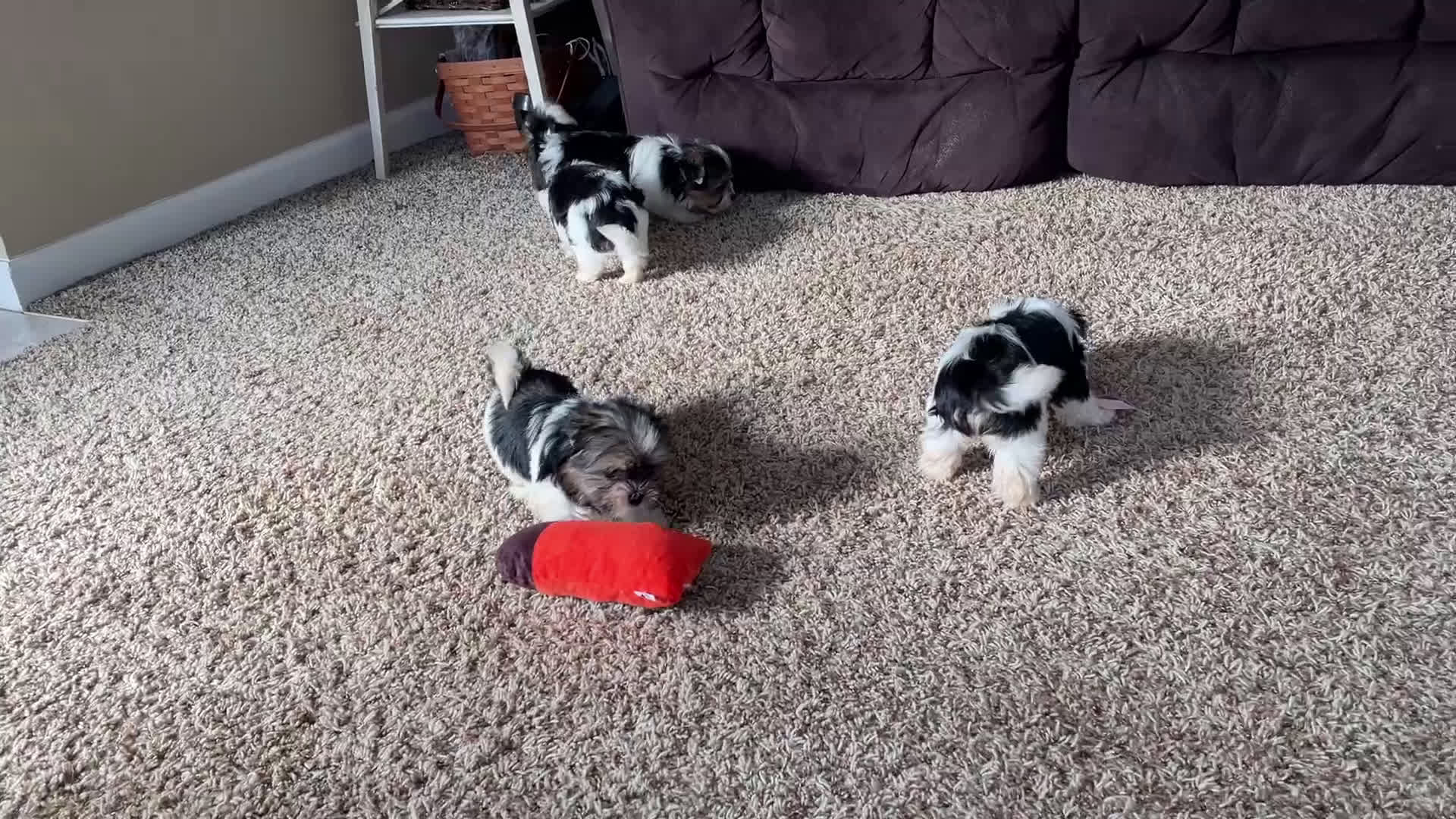 Biewer Terrier dogs for sale: Chico - Video 1