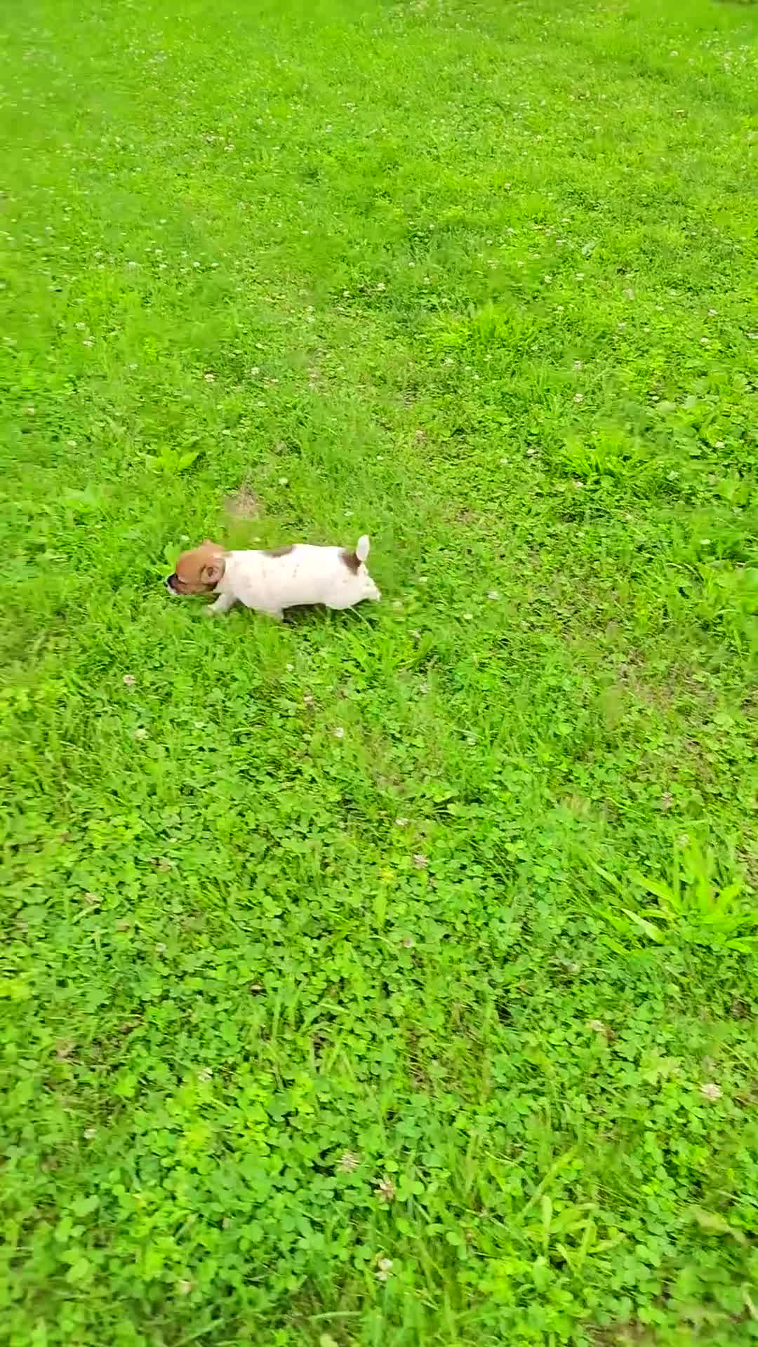 Jack Russell Terrier dogs for sale: Samantha - Video 1