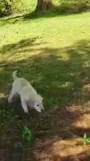 Golden Retriever dogs for sale: Milly - Video 1