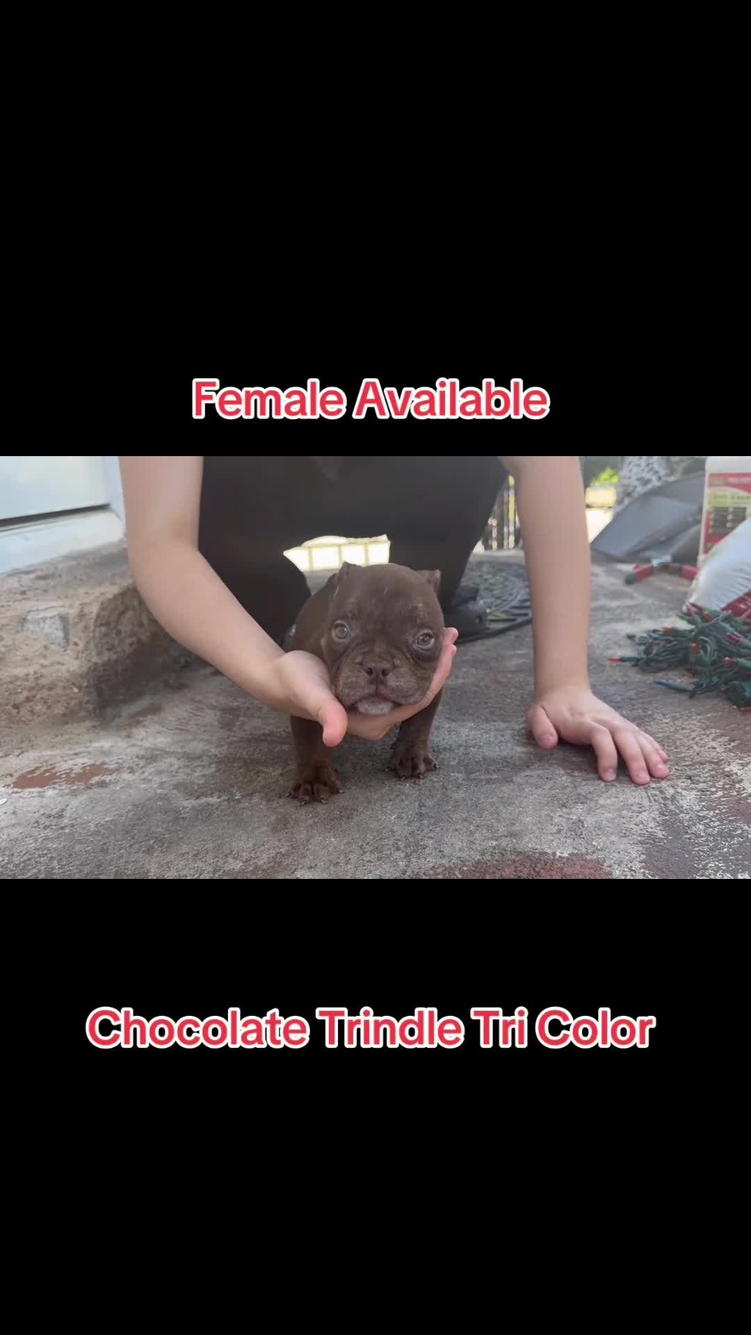American Bully dogs for sale: American Bully Chocolate Tri Color  - Video 3