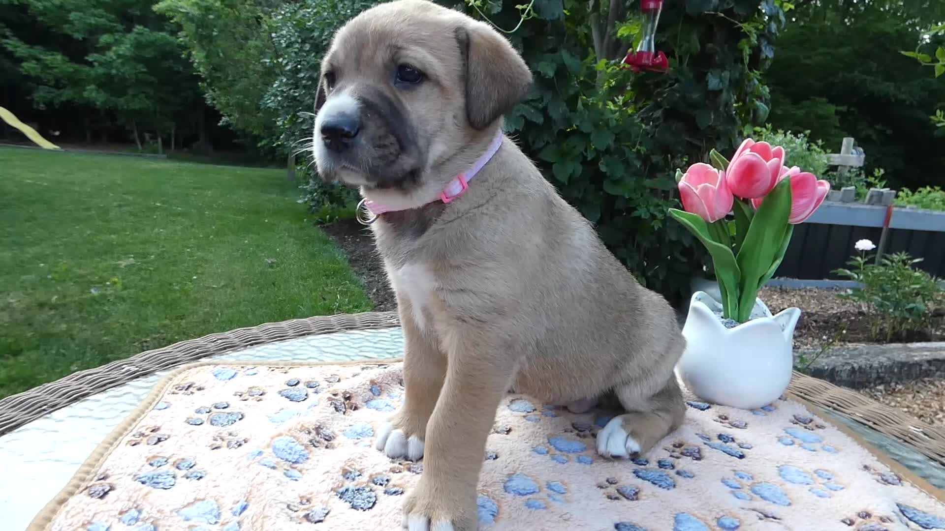 Cane Corso dogs for sale: Cane Corso Puppy 6 Stella - Video 1