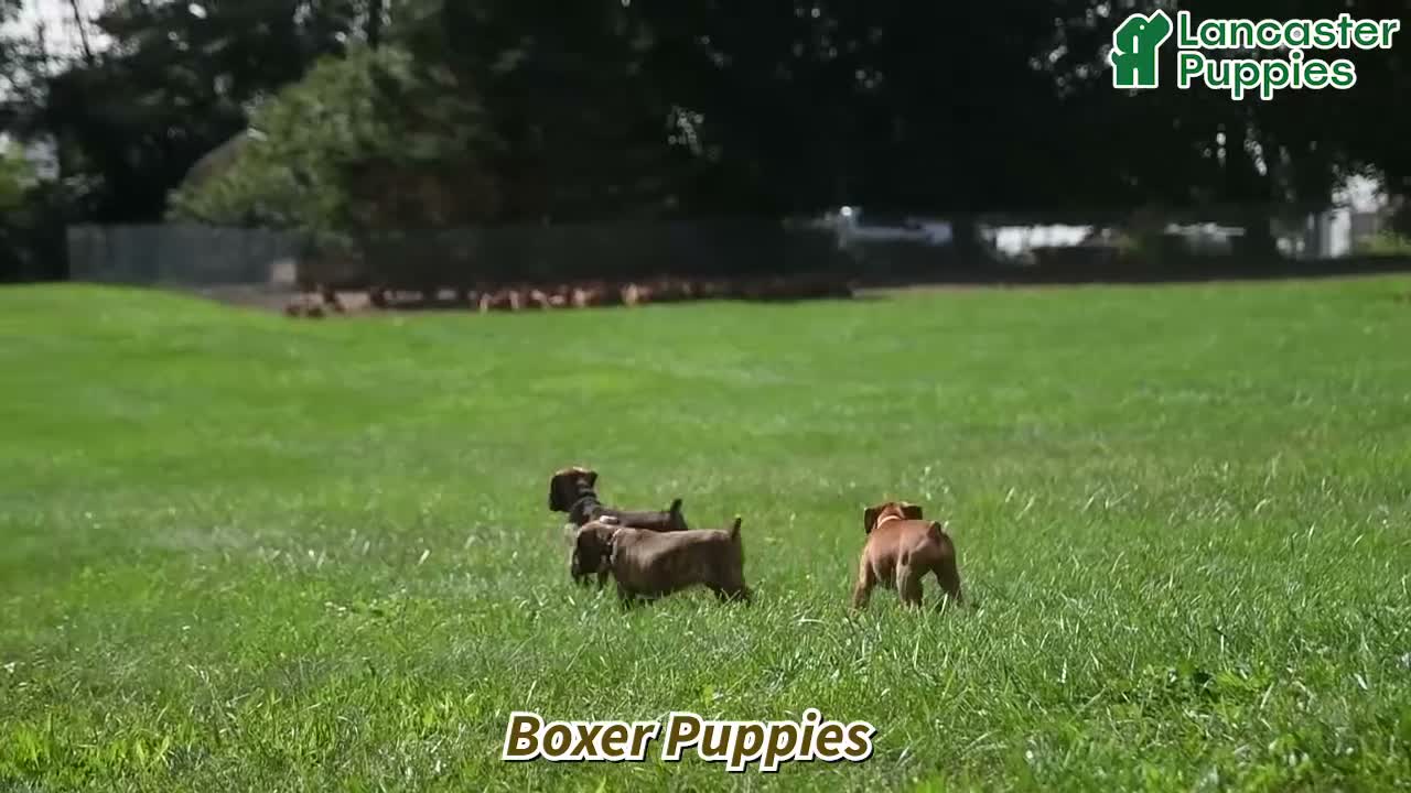 Boxer dogs for sale: Blaze - Video 1
