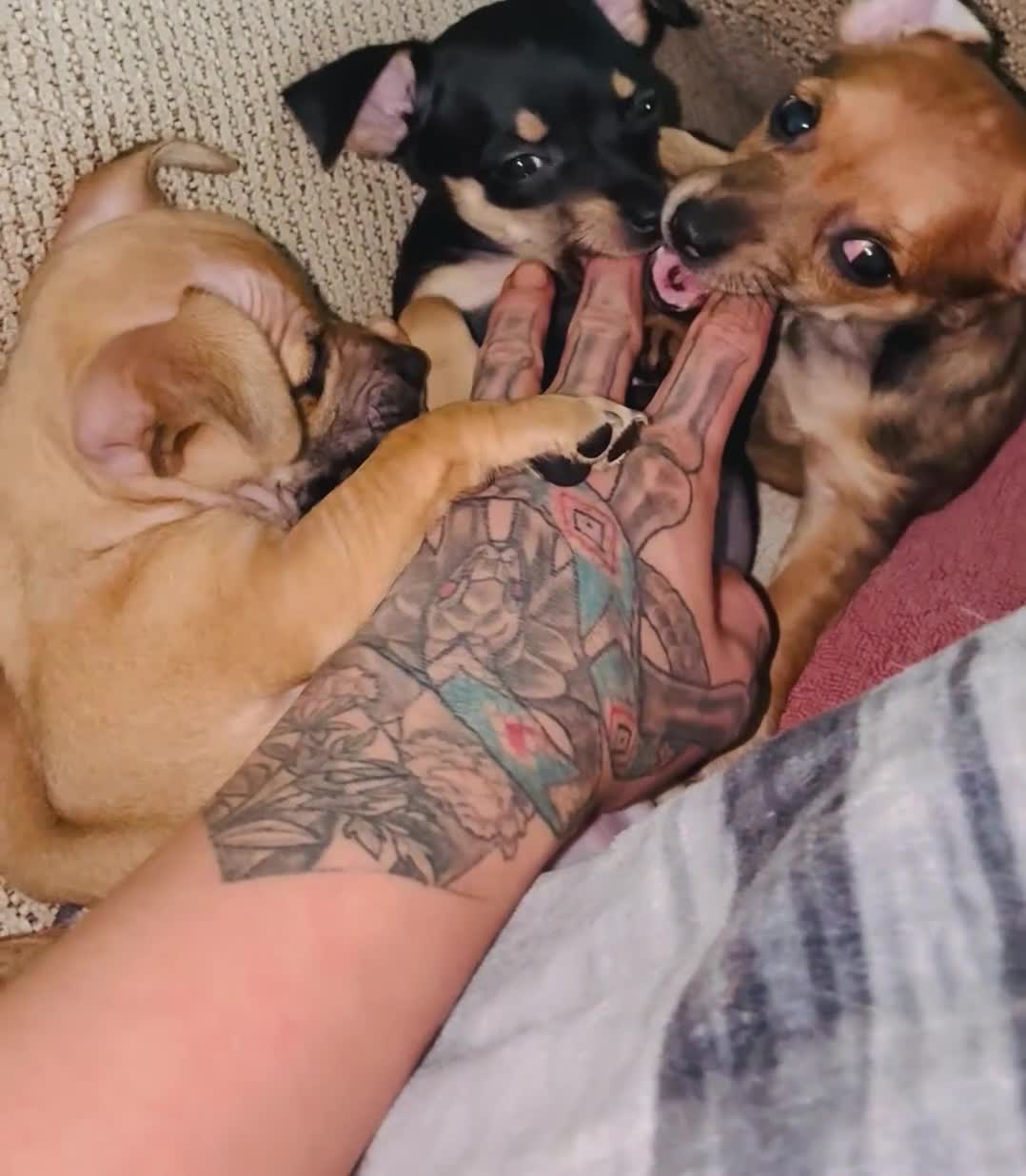 Mixed Breed dogs for sale: Big Dude aka Biggje Smalls - Video 1