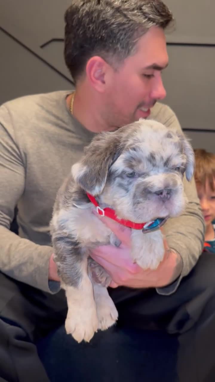 French Bulldog dogs for sale: Dollar - Video 2