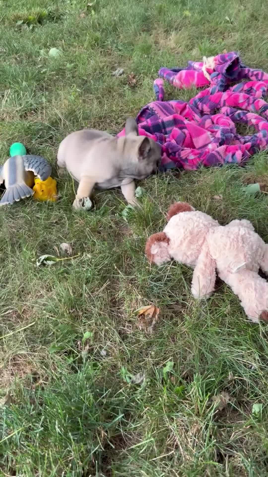 French Bulldog dogs for sale: Cookie - Video 1