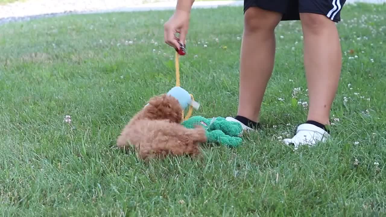 Cavapoo dogs for sale: Fletcher - Video 1