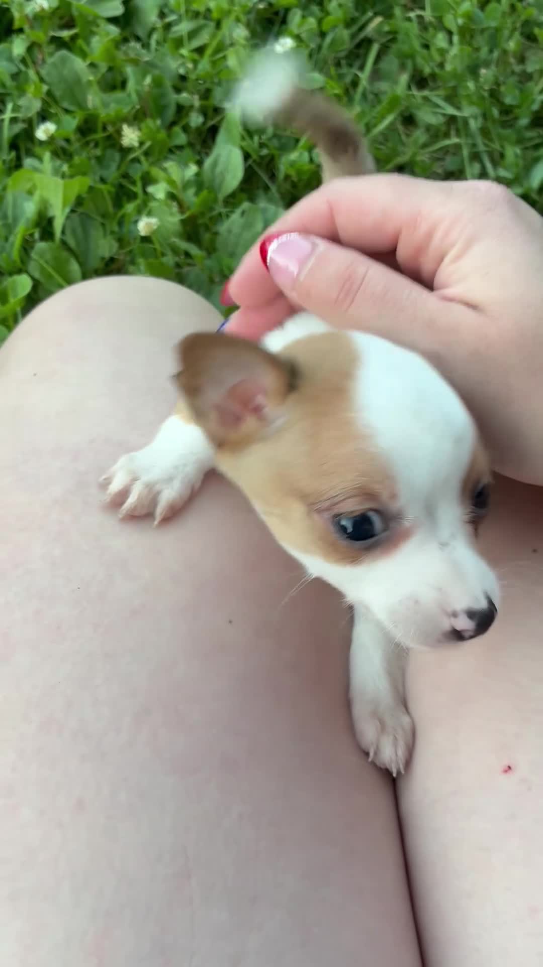 Chihuahua dogs for sale: Peanut - Video 1