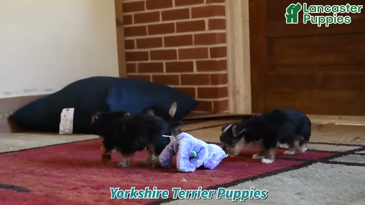 Yorkshire Terrier dogs for sale: Spot - Video 1