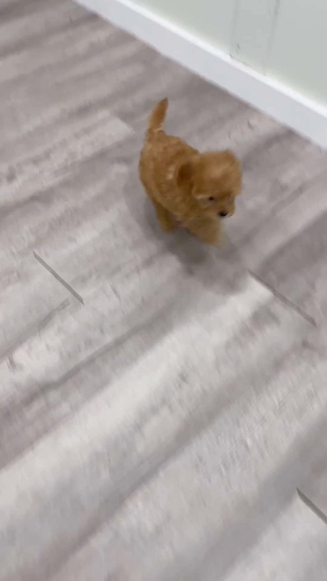 Cavapoo dogs for sale: Alice - Video 1