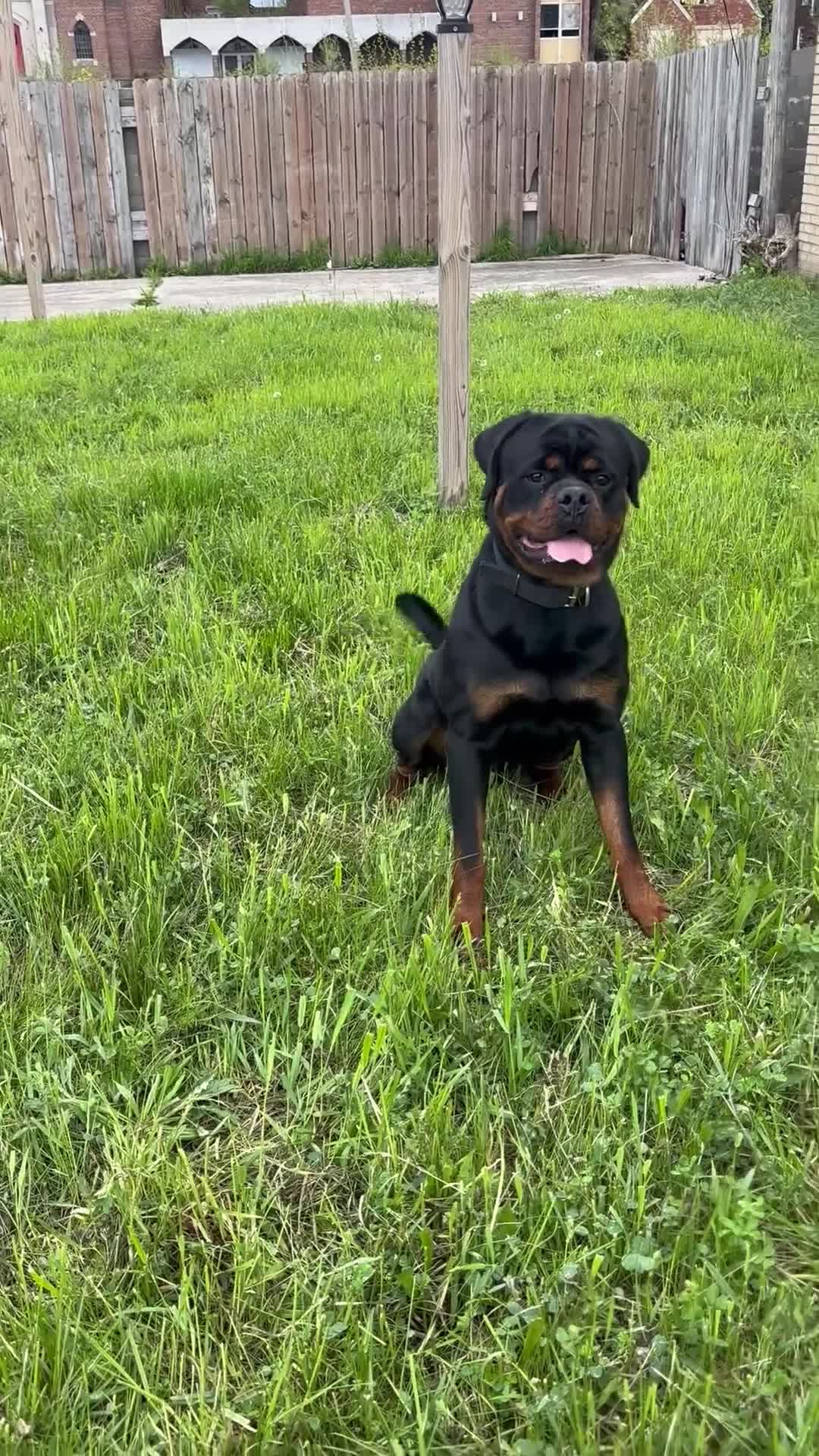 Rottweiler dogs for sale: Rottweiler 2 - Video 2