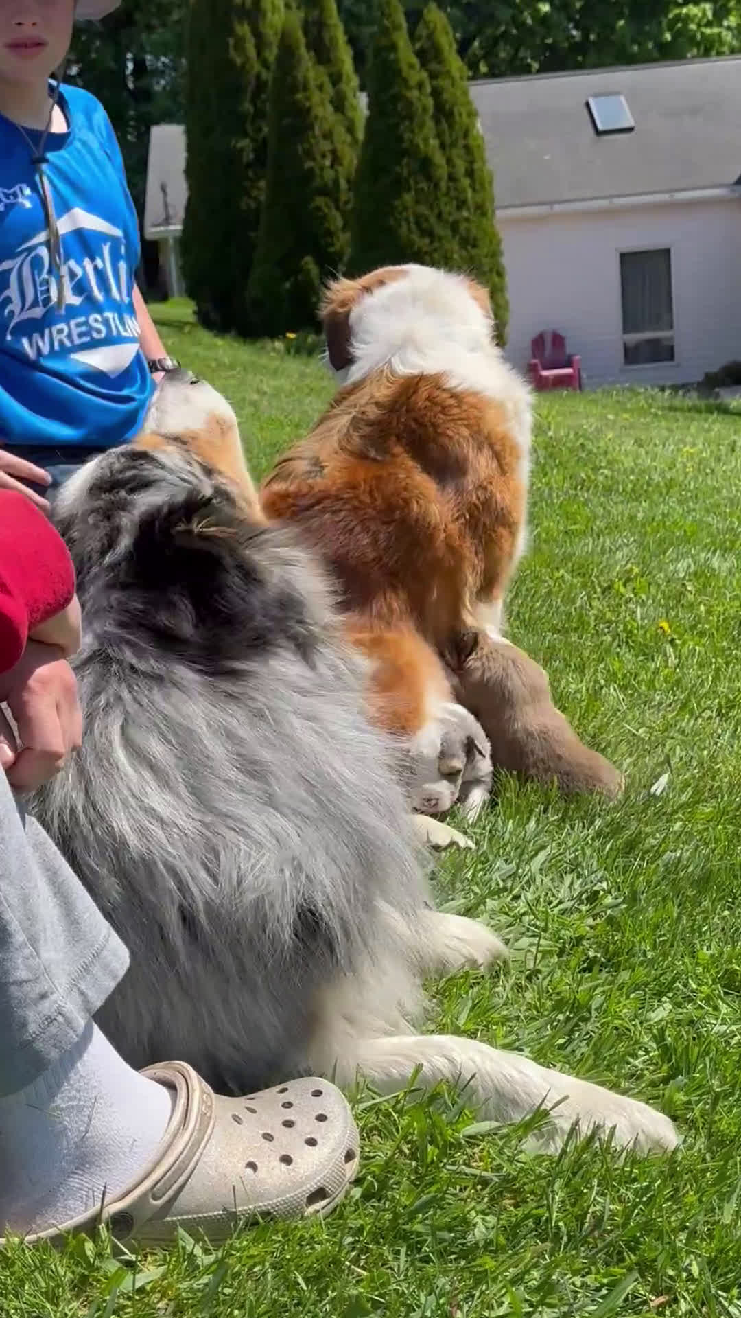 Mixed Breed dogs for sale: Mixed Breed Puppy 2 - Video 2