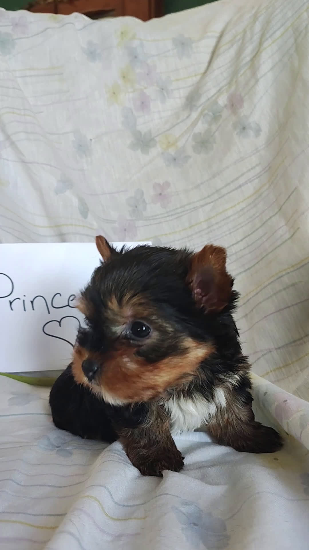 Yorkshire Terrier dogs for sale: Princess - Video 1