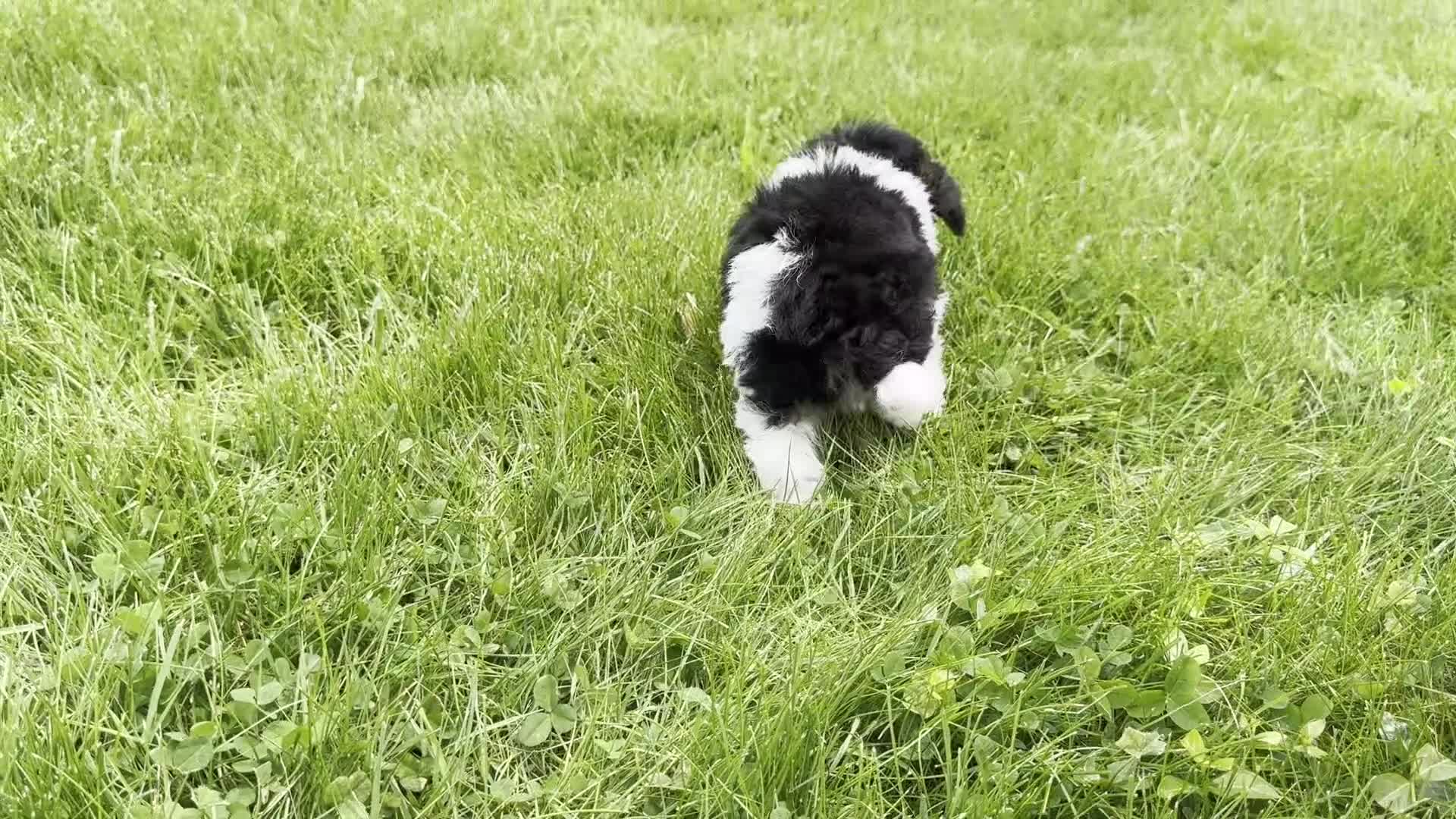 Toy Poodle dogs for sale: Hans - Video 1
