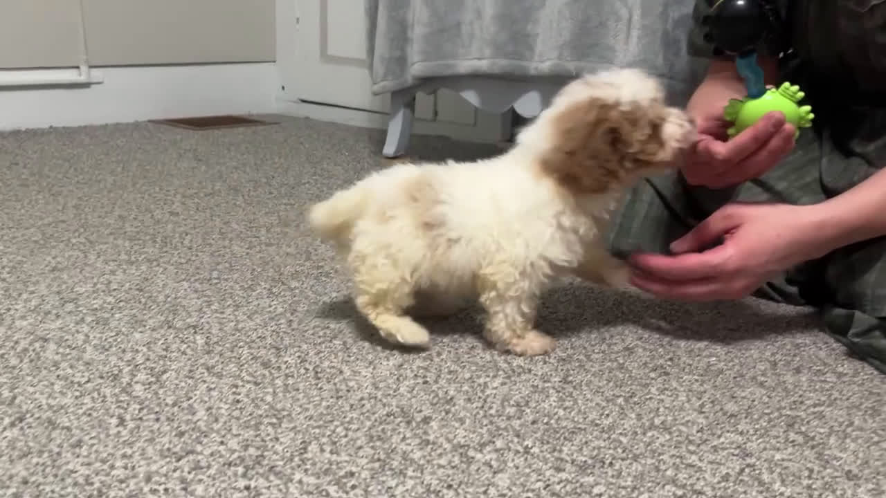 Maltipoo dogs for sale: Brianna - Video 2