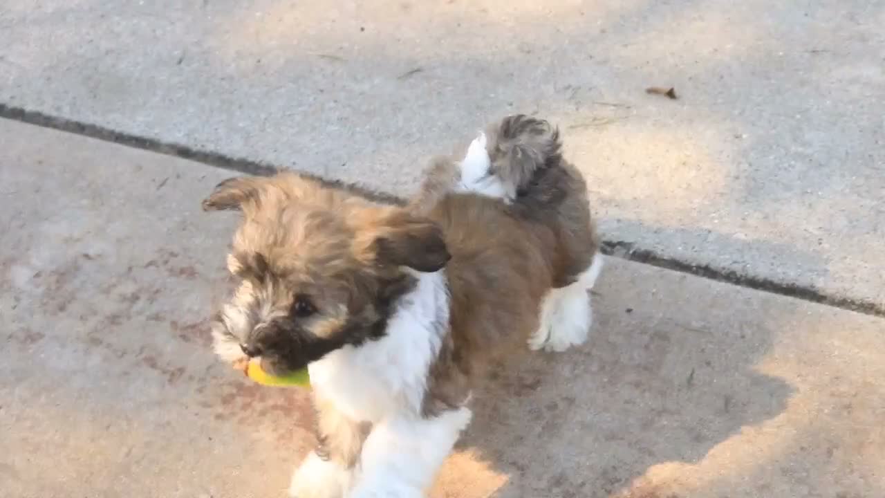 Havanese dogs for sale: Rookie Havanese  - Video 1
