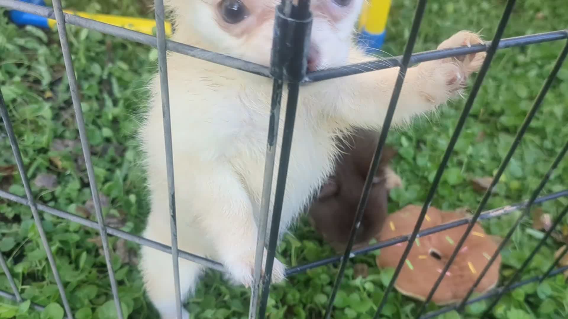Chihuahua dogs for sale: Cherry LC Female  - Video 2