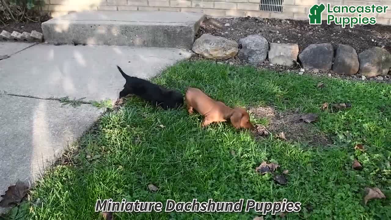 Miniature Dachshund dogs for sale: Summer - Video 1