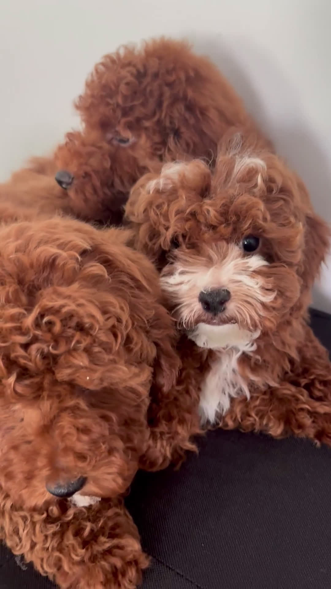Miniature Poodle dogs for sale: Hendrix - Video 1