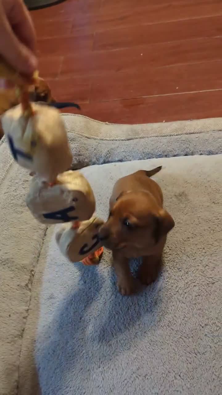 Miniature Dachshund dogs for sale: Hazel - Video 2