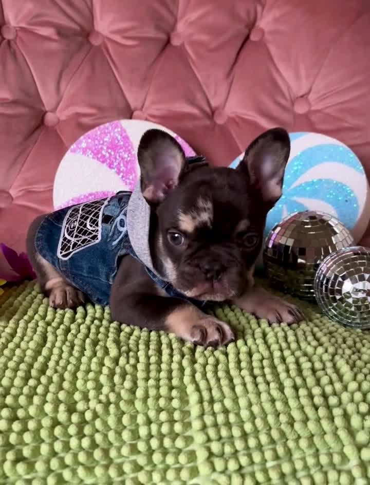 French Bulldog dogs for sale: French Bulldog 1 - Video 2