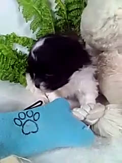 Shihpoo dogs for sale: Kit - Video 1