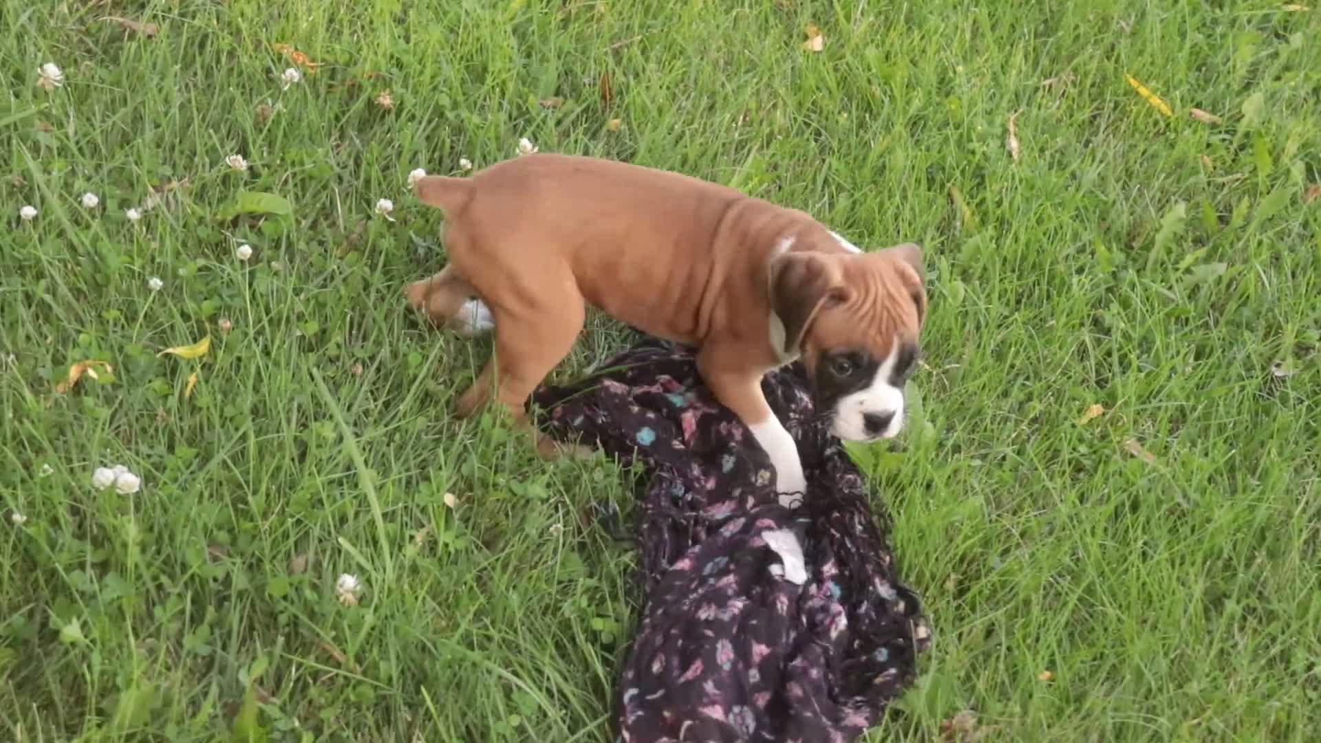 Boxer dogs for sale: Tracker - Video 1