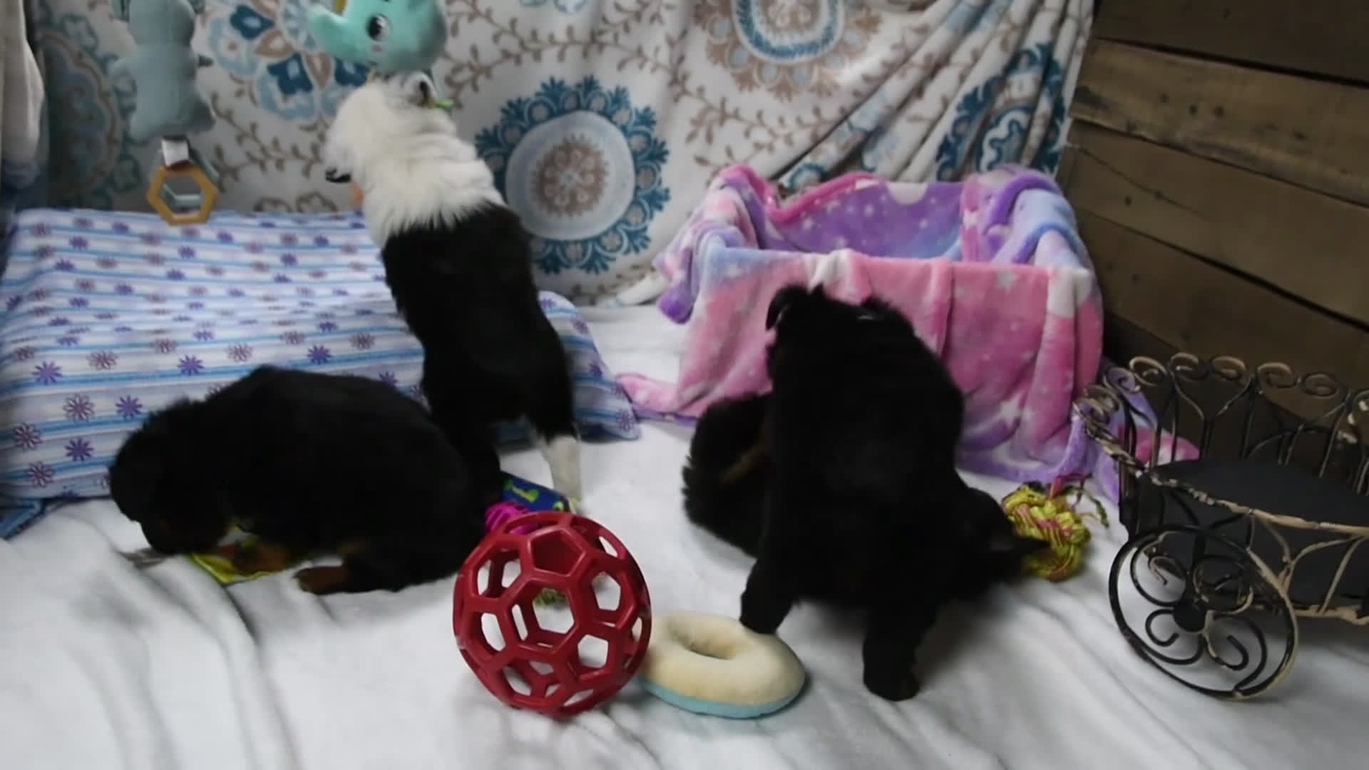 Toy Australian Shepherd dogs for sale: Bronson - Video 3