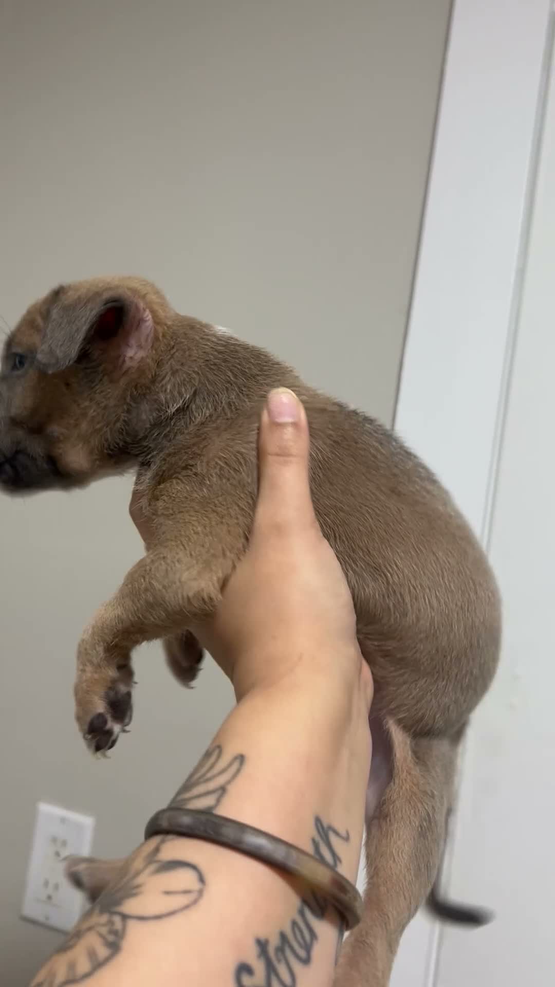 Mixed Breed dogs for sale: Boy 7 - Video 1