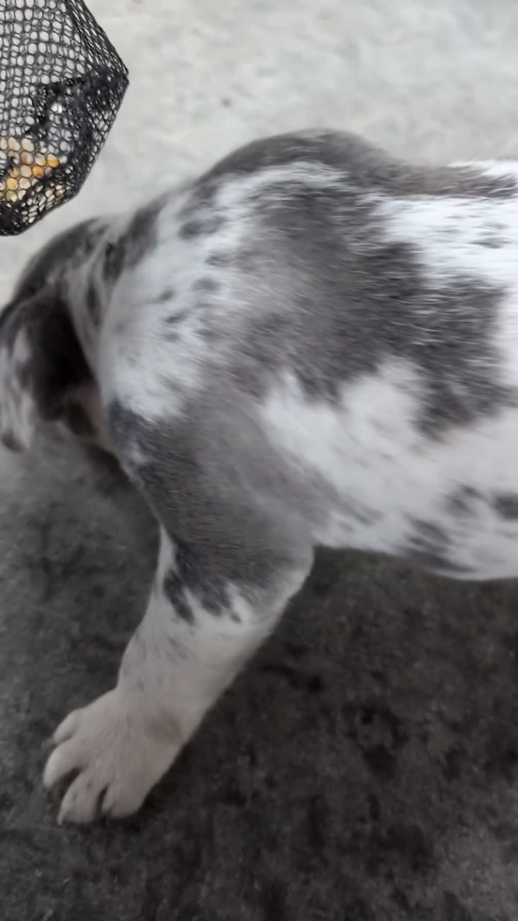 French Bulldog dogs for sale: Falcon - Video 1
