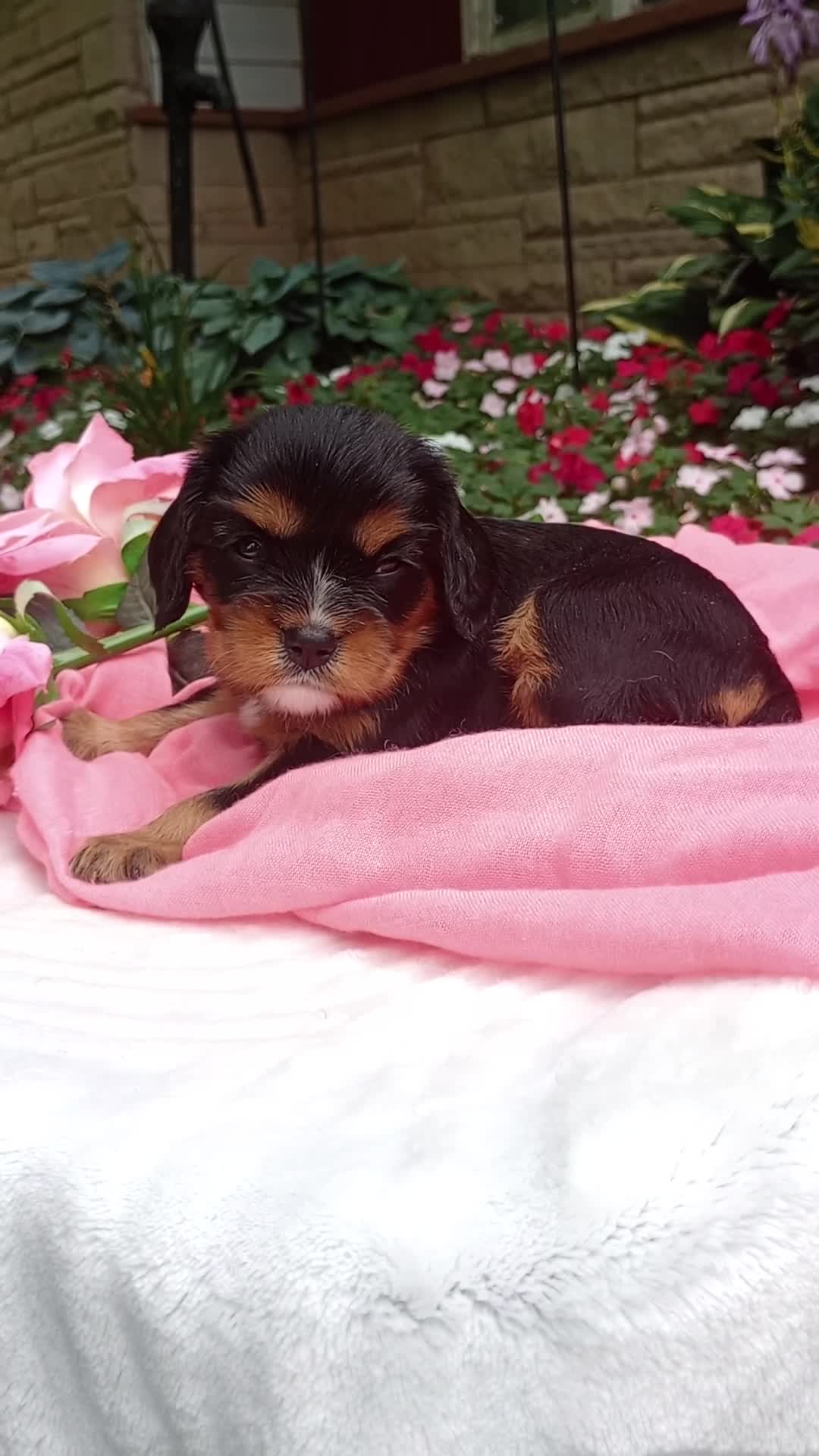 Cavalier King Charles Spaniel dogs for sale: Melody - Video 1