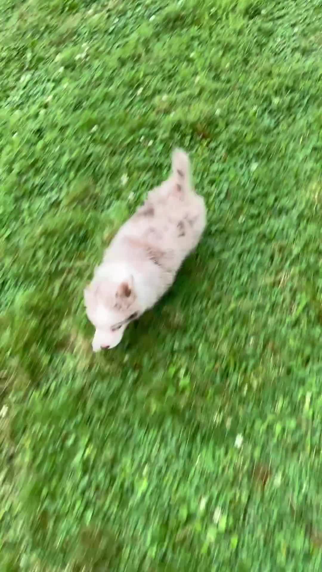 Australian Shepherd dogs for sale: Myles - Video 1