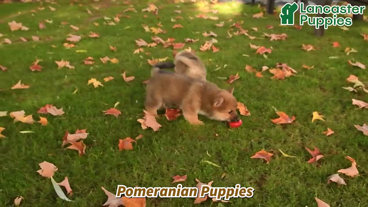 Pomeranian dogs for sale: Cinnamon - Video 1