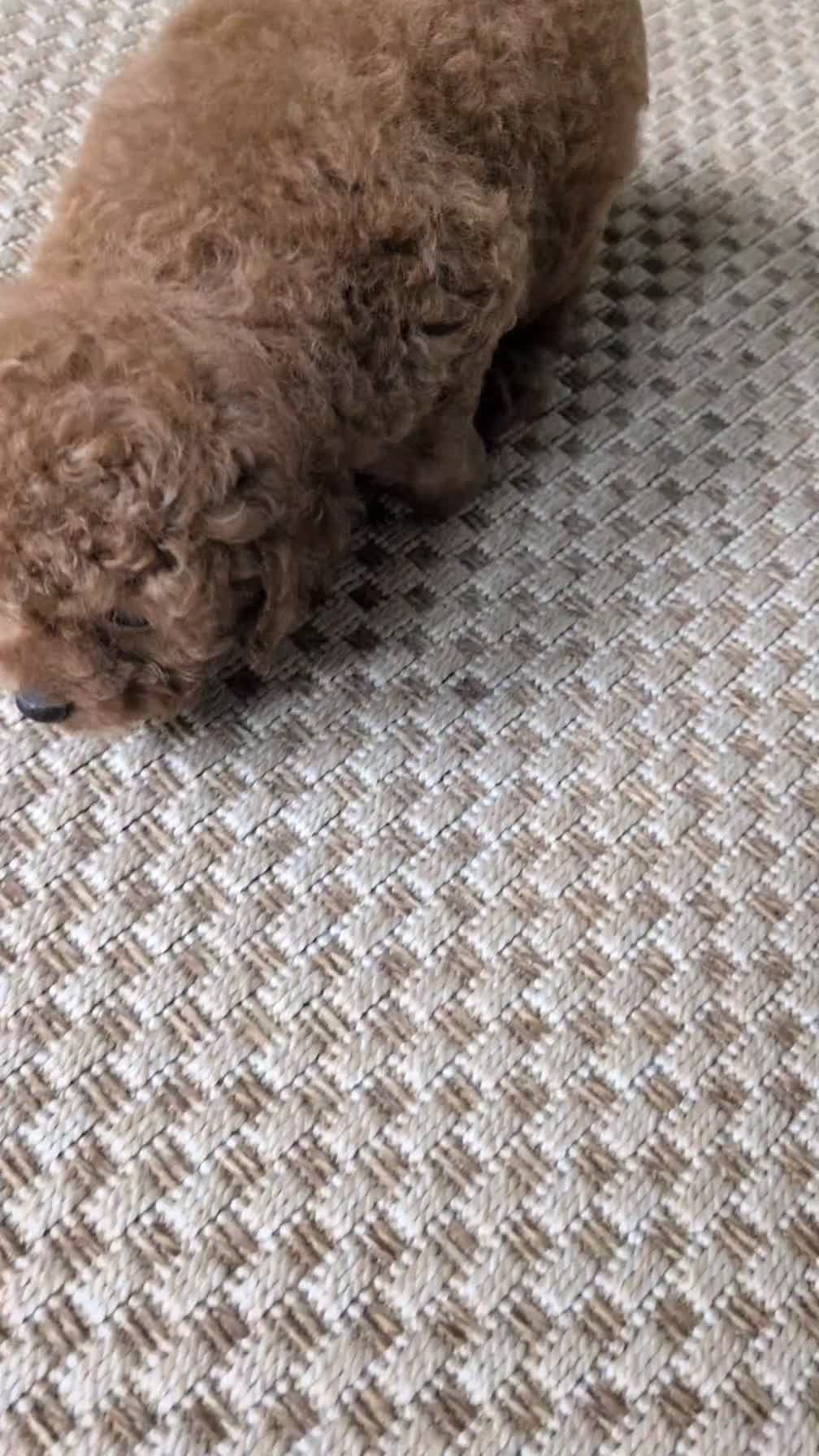 Cavapoo dogs for sale: Ezi - Video 1