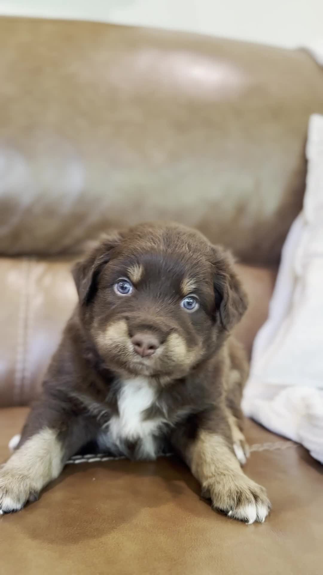 Australian Shepherd dogs for sale: forrest - Video 1