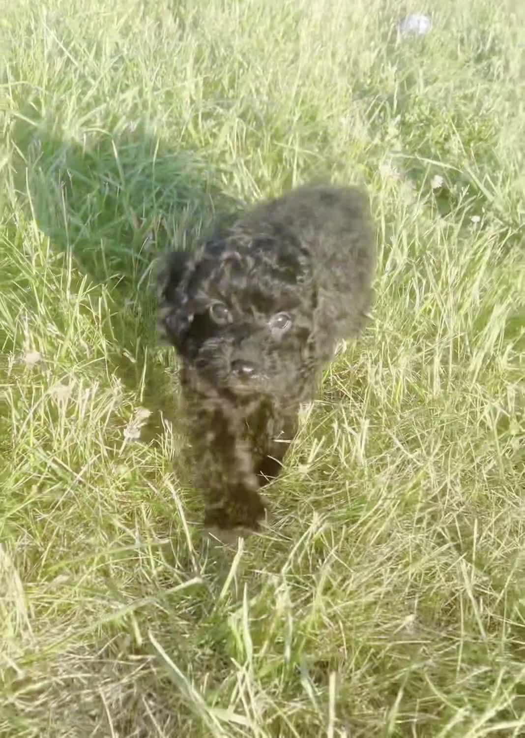 Toy Poodle dogs for sale: Shadow AKC - Video 1