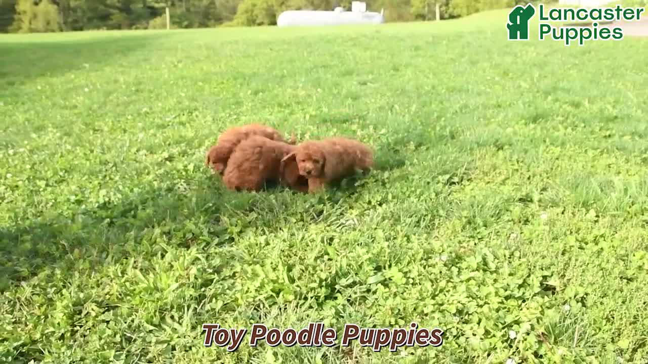 Toy Poodle dogs for sale: Micah - Video 1