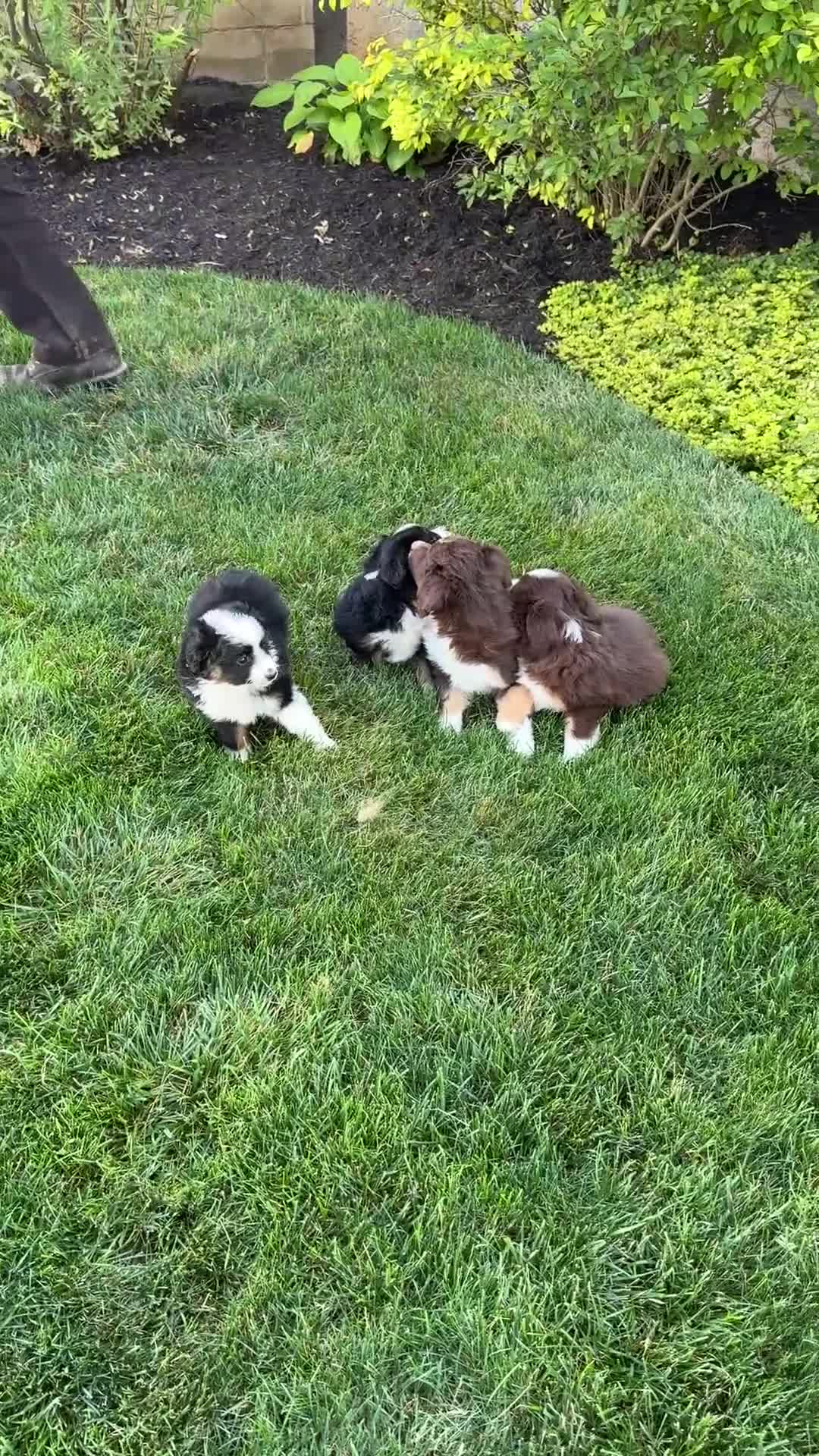 Miniature Australian Shepherd dogs for sale: Arabella - Video 1
