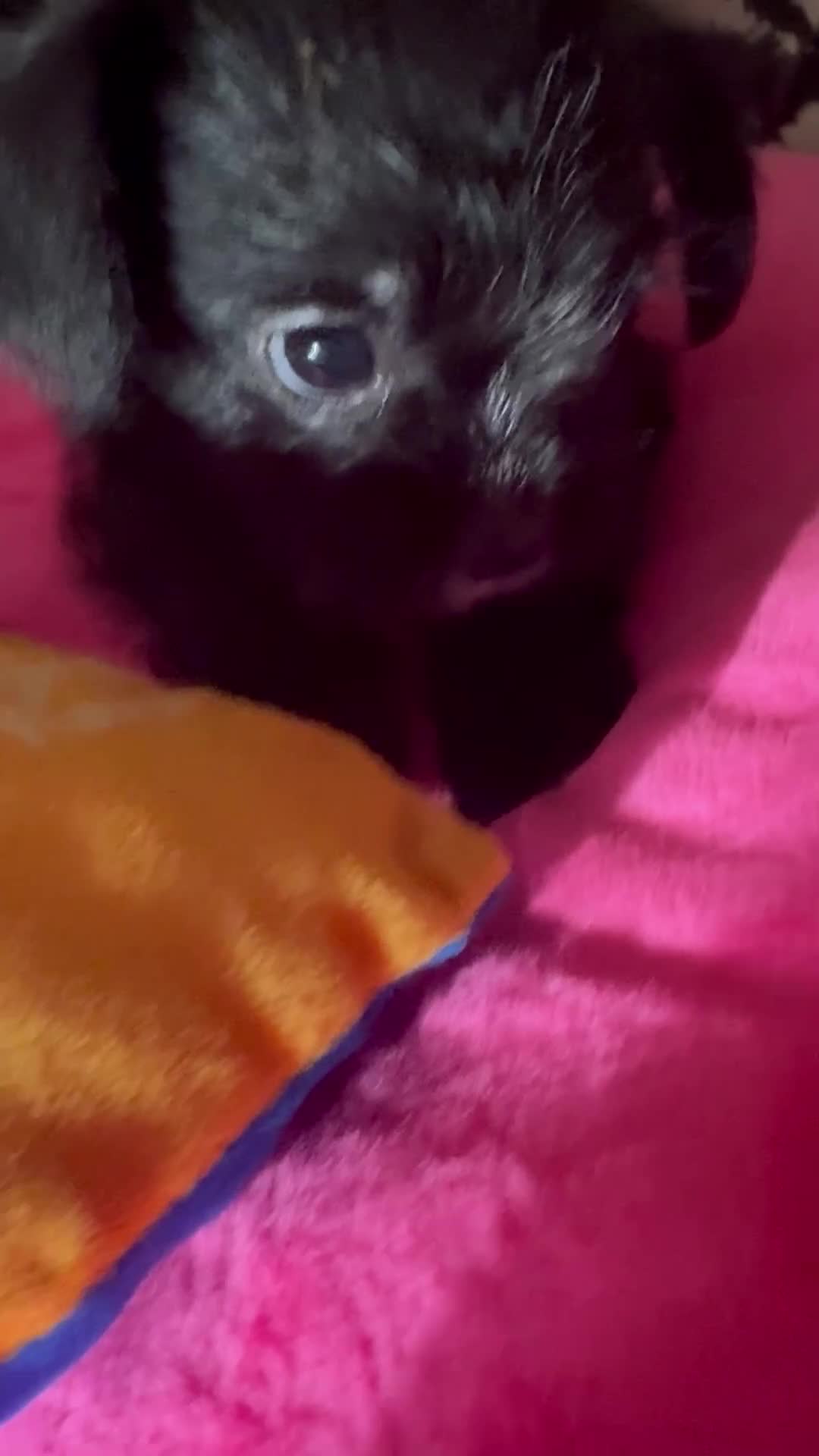 Shihpoo dogs for sale: Shihpoo Puppy 1 - Video 1