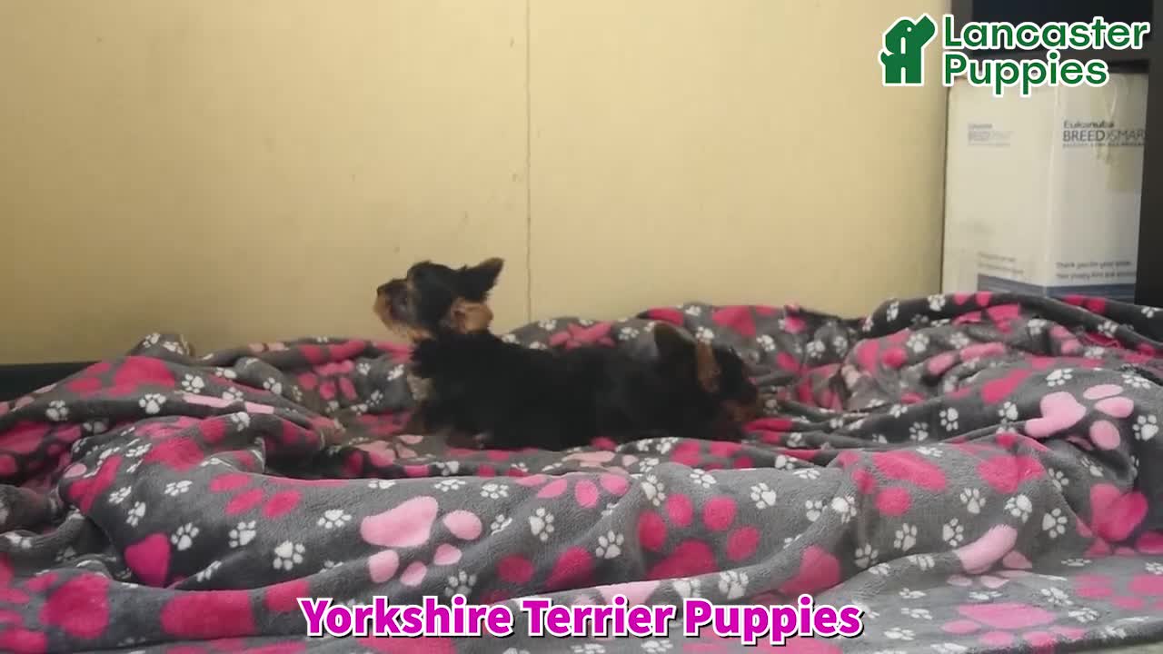 Yorkshire Terrier dogs for sale: Lexi  - Video 1