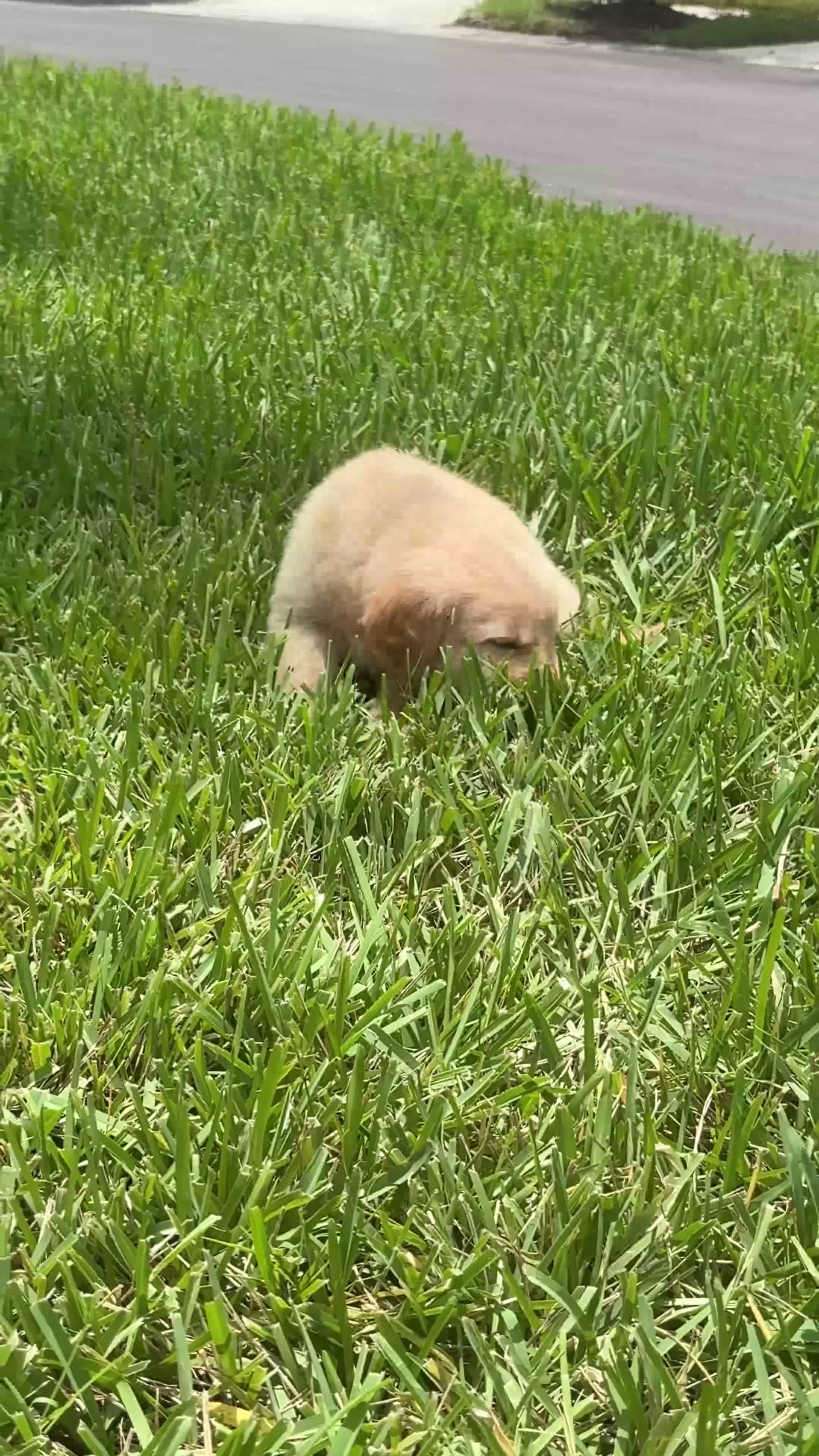 Golden Retriever dogs for sale: Mr Light Blue - Video 1
