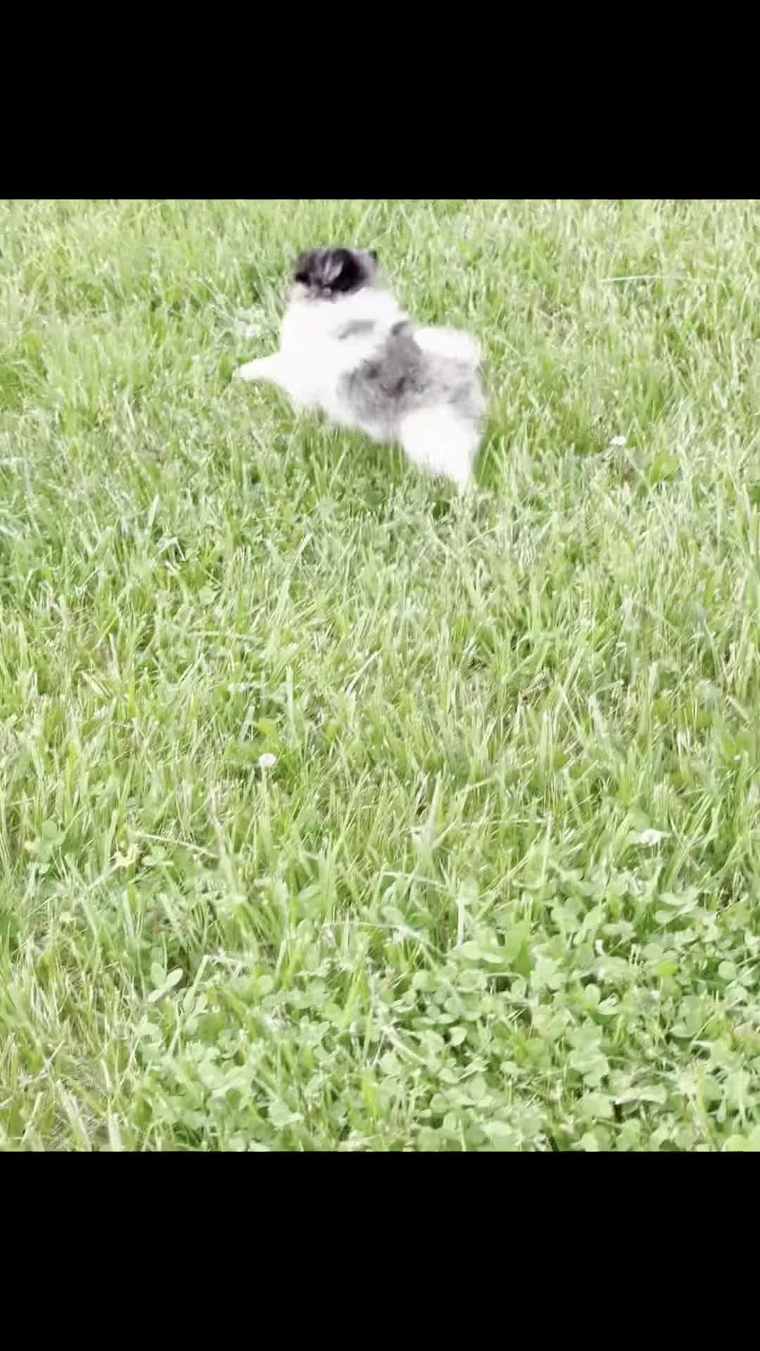 Pomeranian dogs for sale: Fuji AKC - Video 1