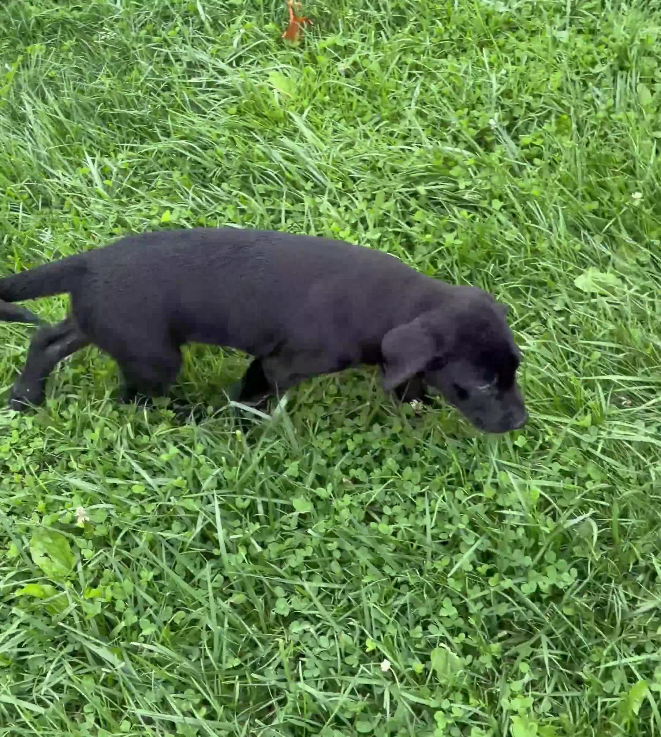 Mixed Breed dogs for sale: Mixed Breed 2 - Video 1
