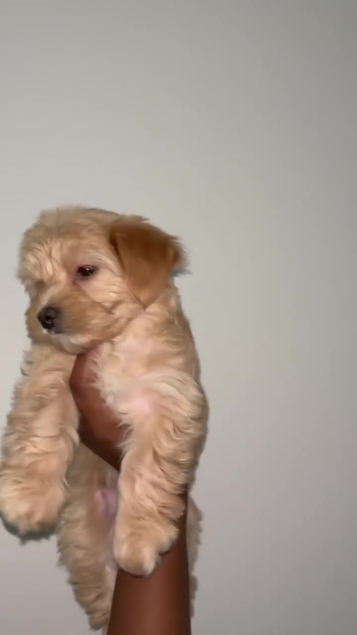 Yorkshire Terrier dogs for sale: Willow - Video 3