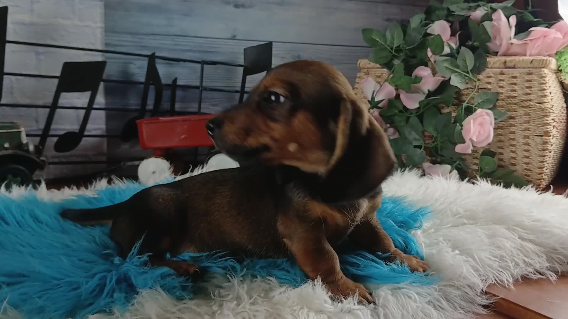 Dachshund dogs for sale: Gloria's darkest wild boar boy. Hand delivery  - Video 1