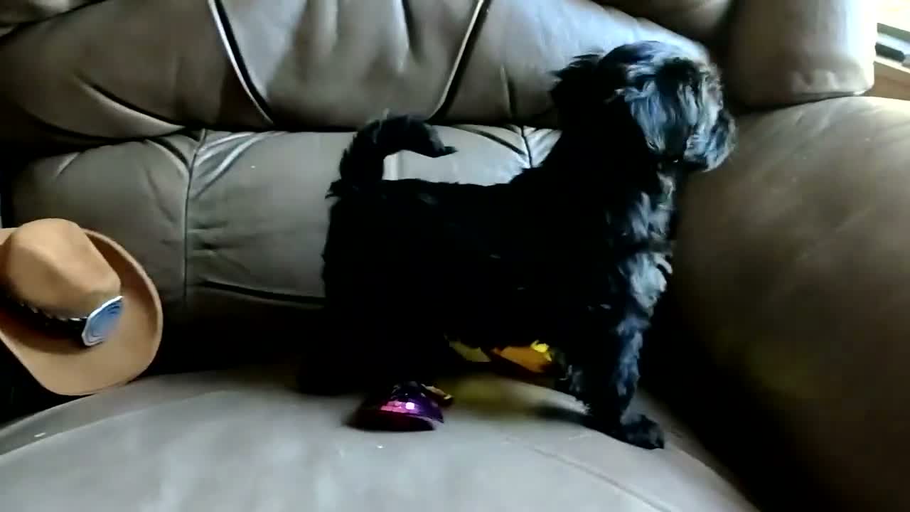 Yorkiepoo dogs for sale: Razzberry - Video 2