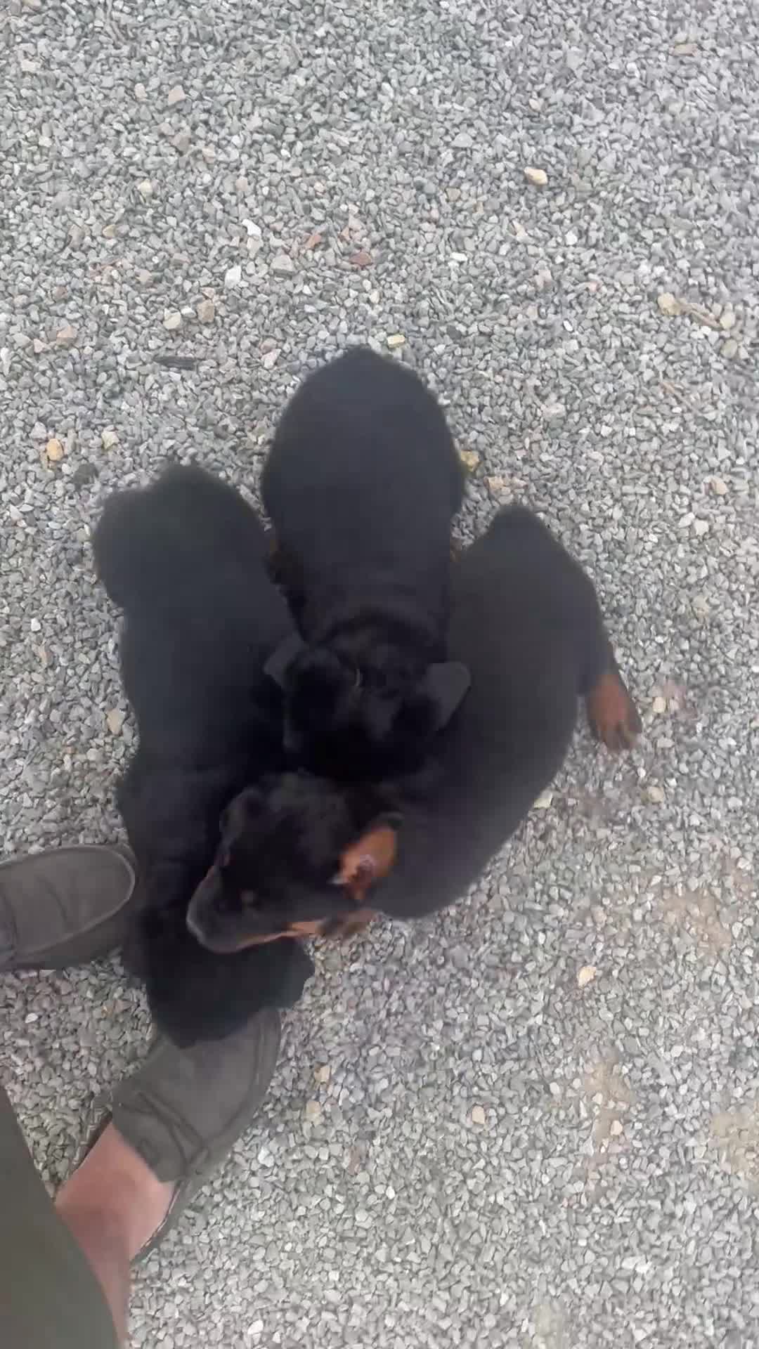 Rottweiler dogs for sale: Rottweiler 4 - Video 1