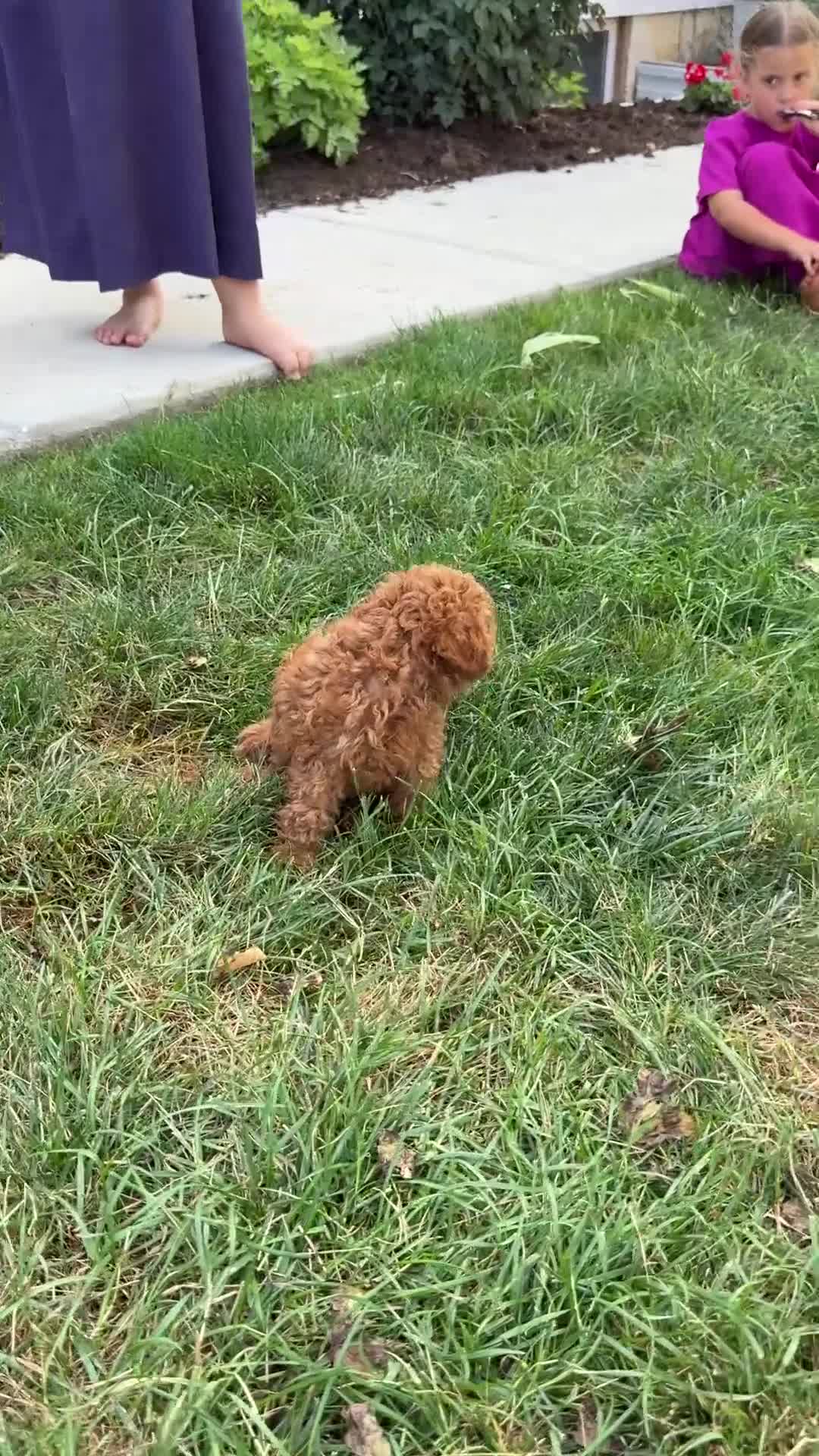 Toy Poodle dogs for sale: Mickey - Video 1