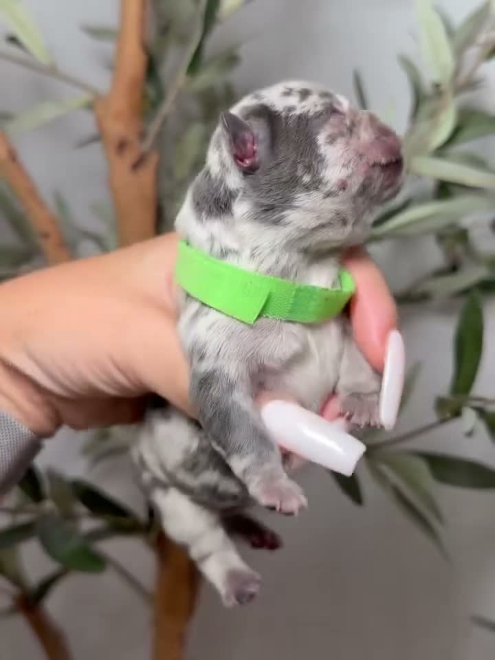 French Bulldog dogs for sale: Spellbound-Merle - Video 2