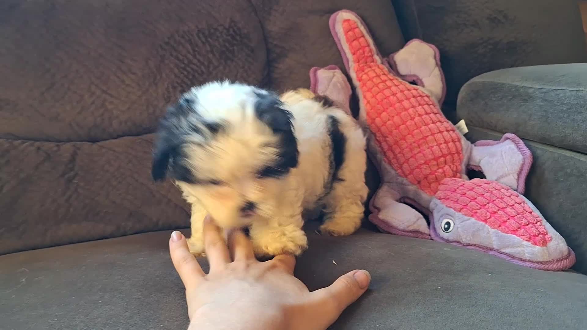 Teddy Bear dogs for sale: Rixy - Video 1